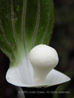 Japanese cobra lily - Arisaema sikokianum